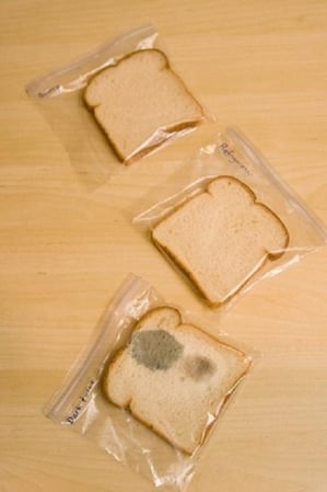 bread experiment_20170914081314