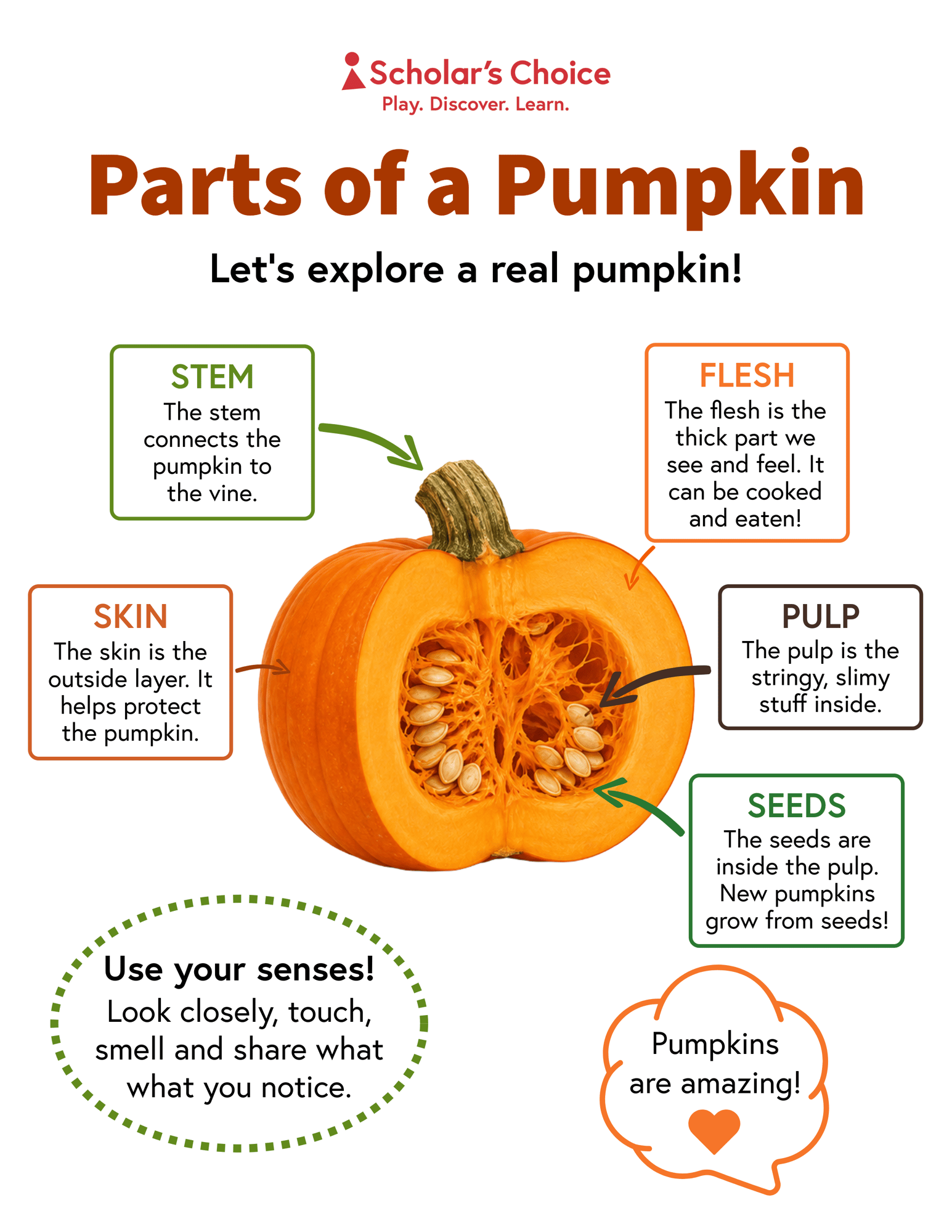 parts of a pumpkin_printable