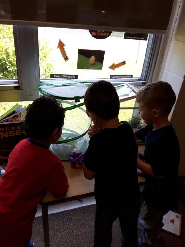 Growing Butterflies in the Classroom