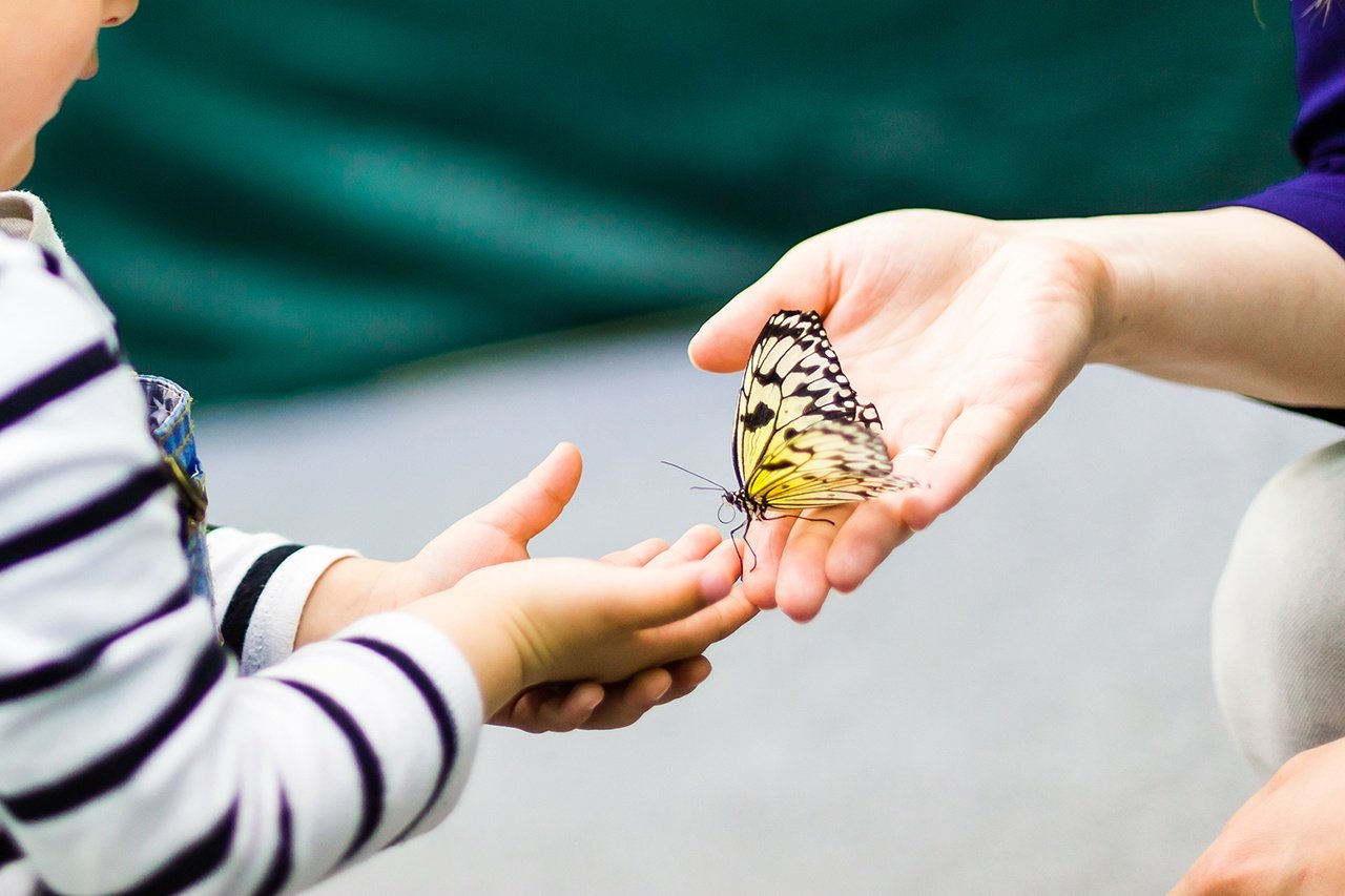Introducing a Caterpillar and Butterfly Theme To Your Preschool Classroom