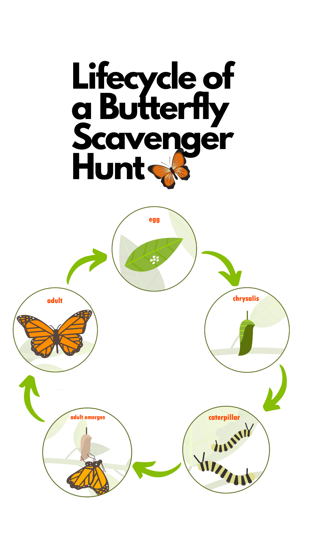 Lifecycle of a Butterfly Scavenger Hunt