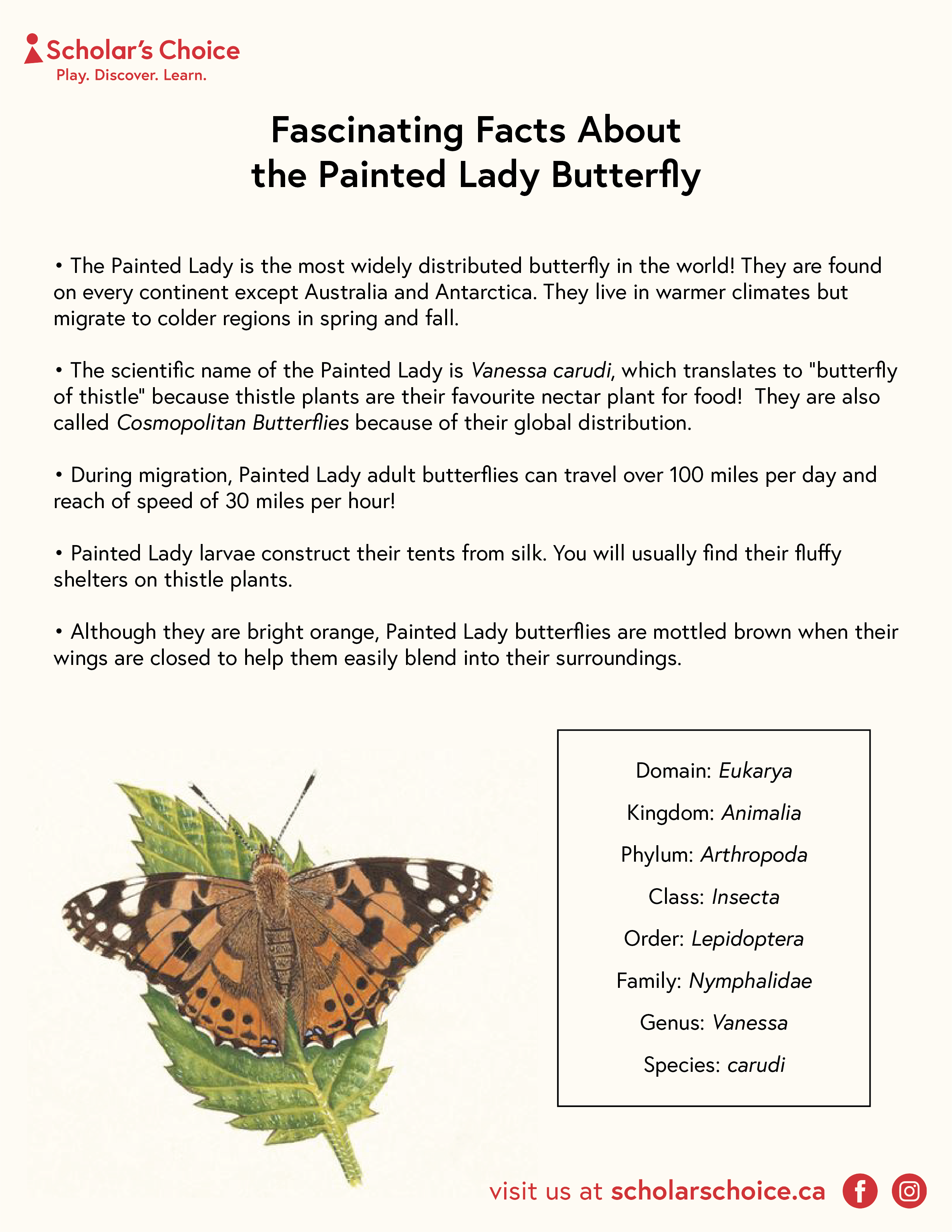 butterfly-activities_facts